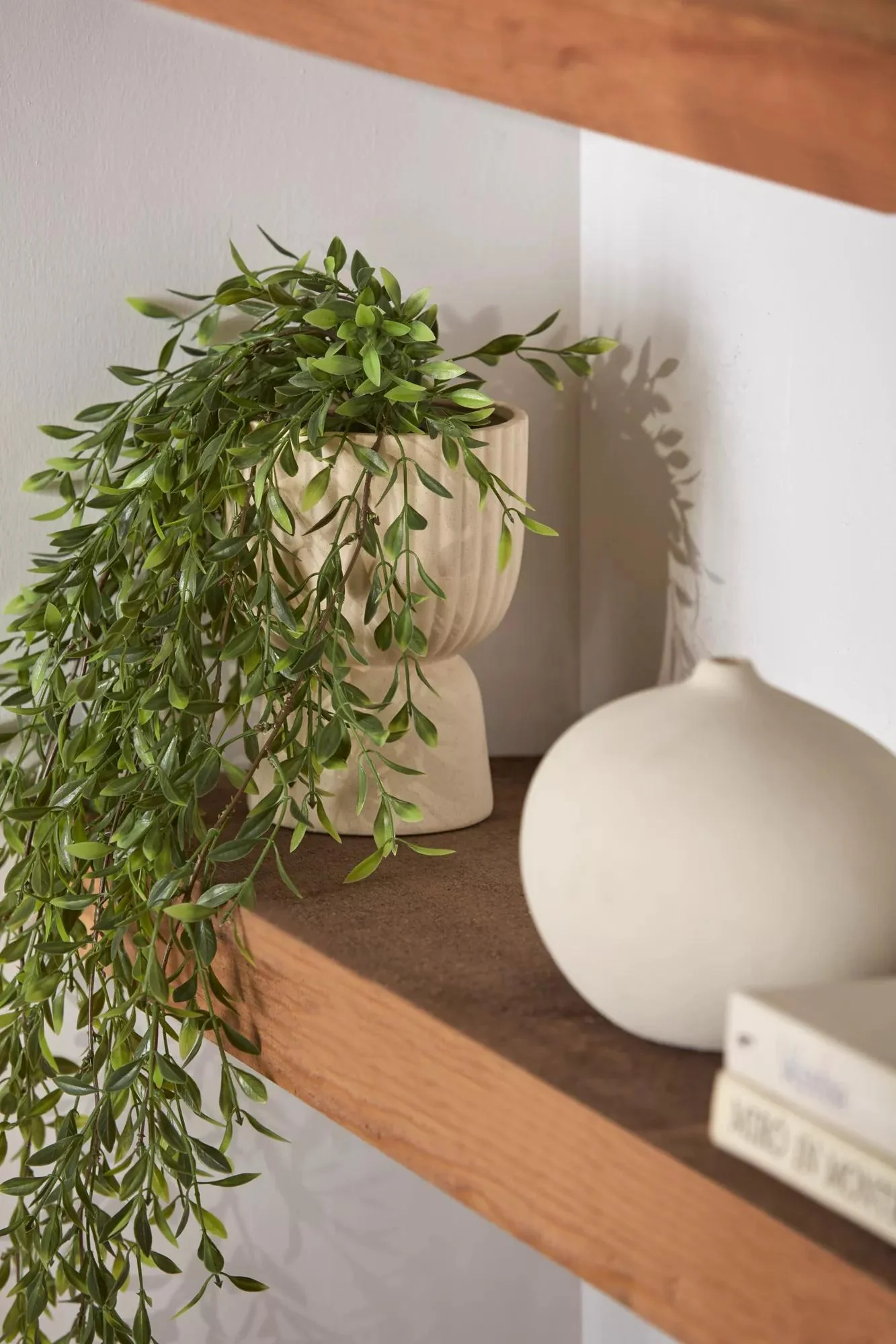 Waterfall Plant in Ceramic Pot - Image 2