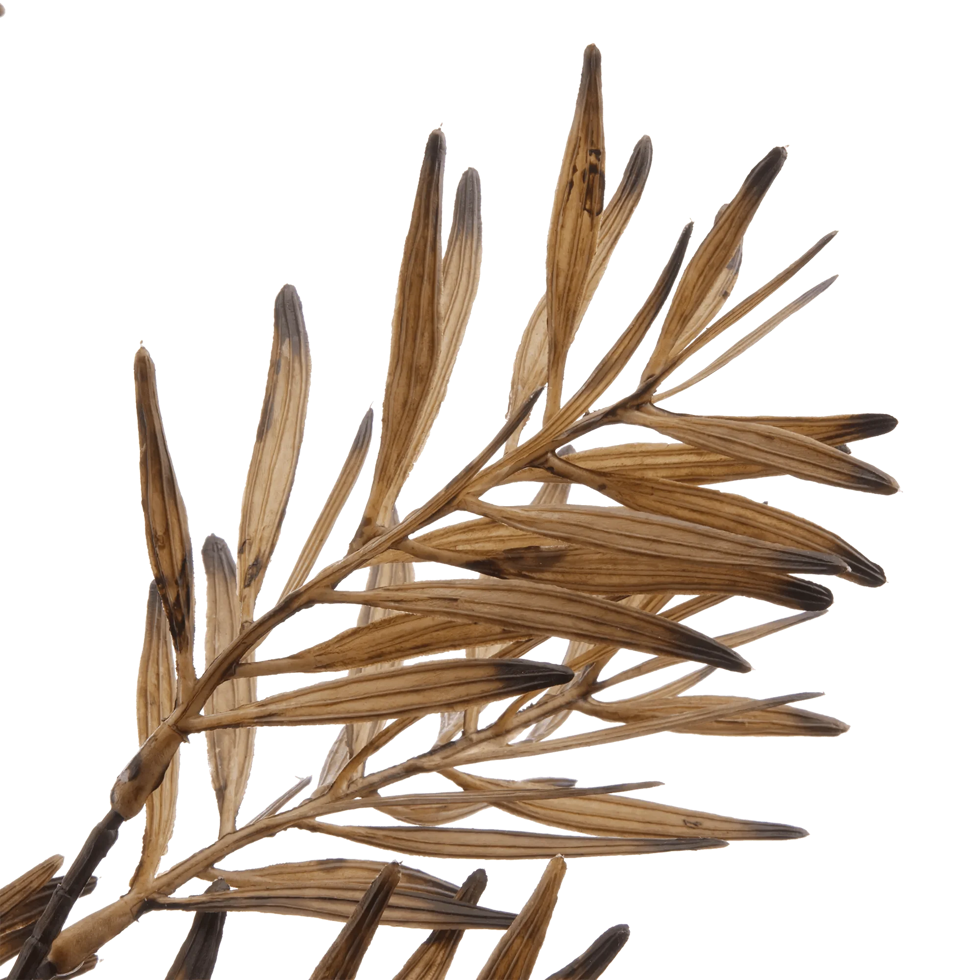 Brown Wild Leaves Stem - Image 2