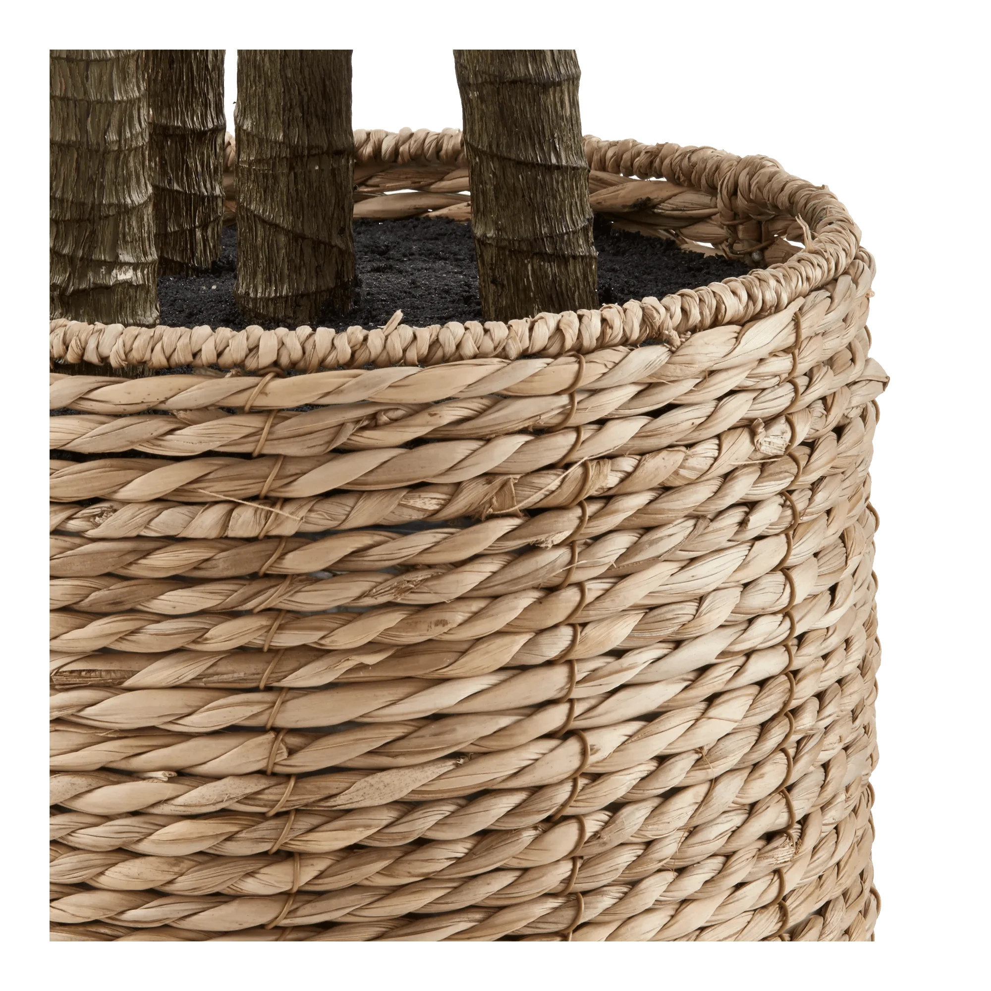 Yucca in Pot - Image 2