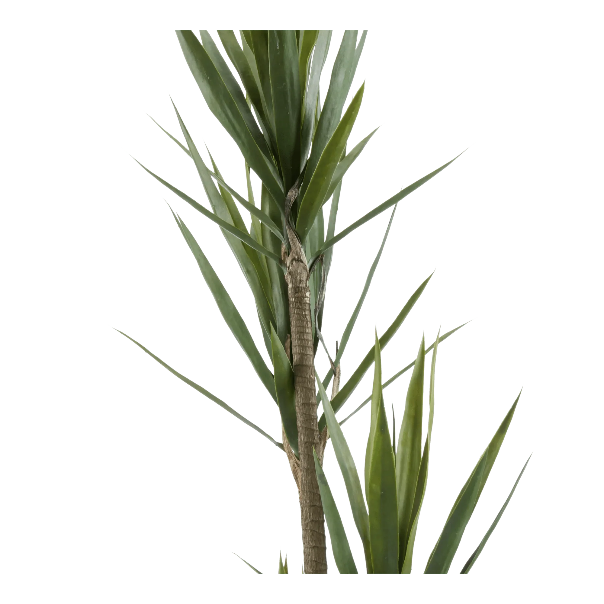 Yucca in Pot - Image 3