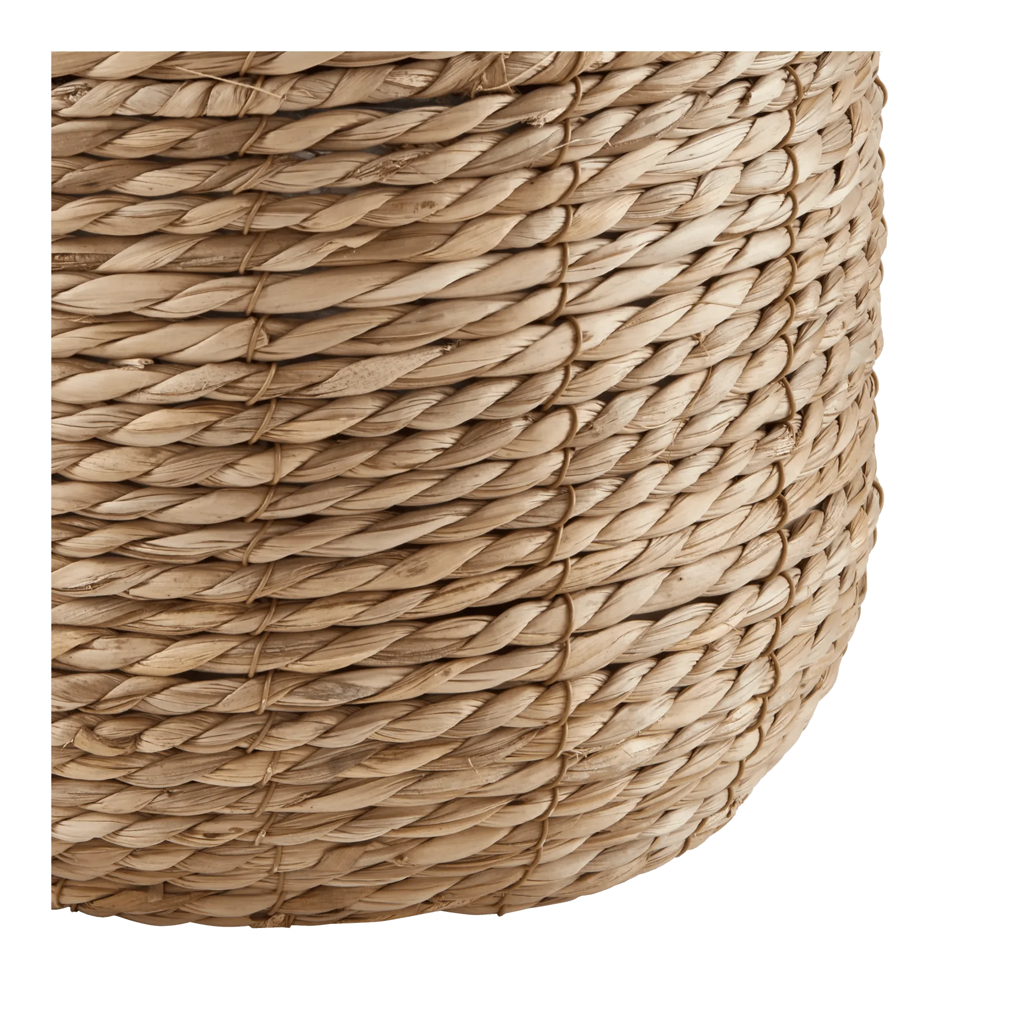 Yucca in Pot - Image 4